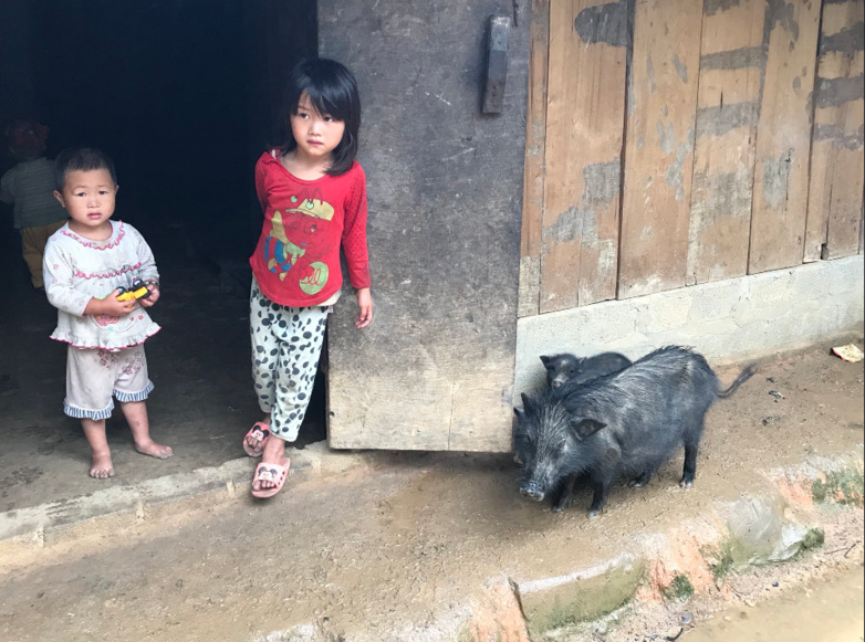 Solidarité : l’association Enfance Partenariat Vietnam développe des élevages de porcs pour des familles démunies