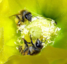 Apiculture : une politique publique à destination des abeilles Rhône-alpines