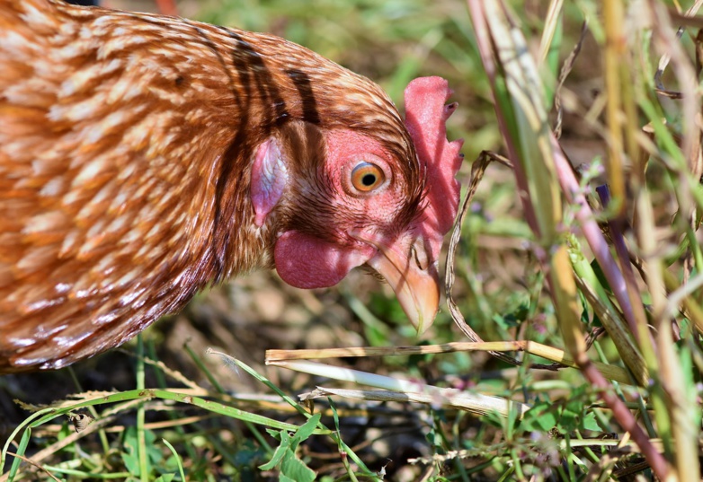Les éleveurs de poulets forcés à évoluer par la grande distribution