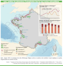 La CGDD fait le bilan de la prolifération des algues vertes