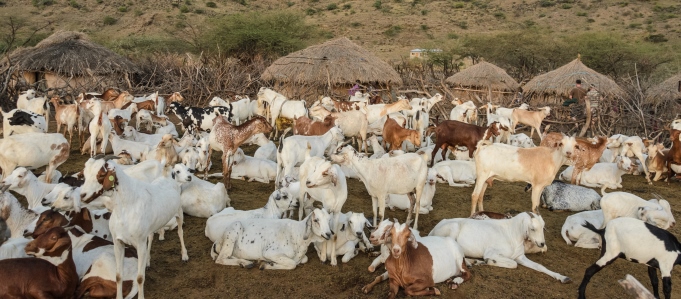​Le pastoralisme est notre avenir
