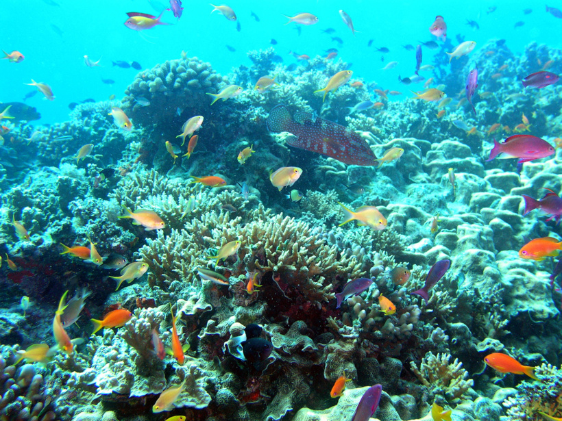 Grande barrière de corail, l’Unesco maintient la pression sur l’Australie