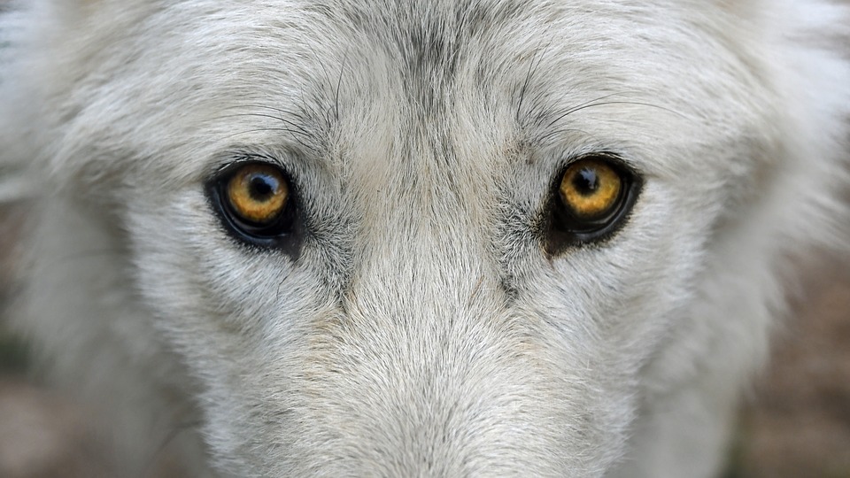 L'hybridation du loup en France, un phénomène limité