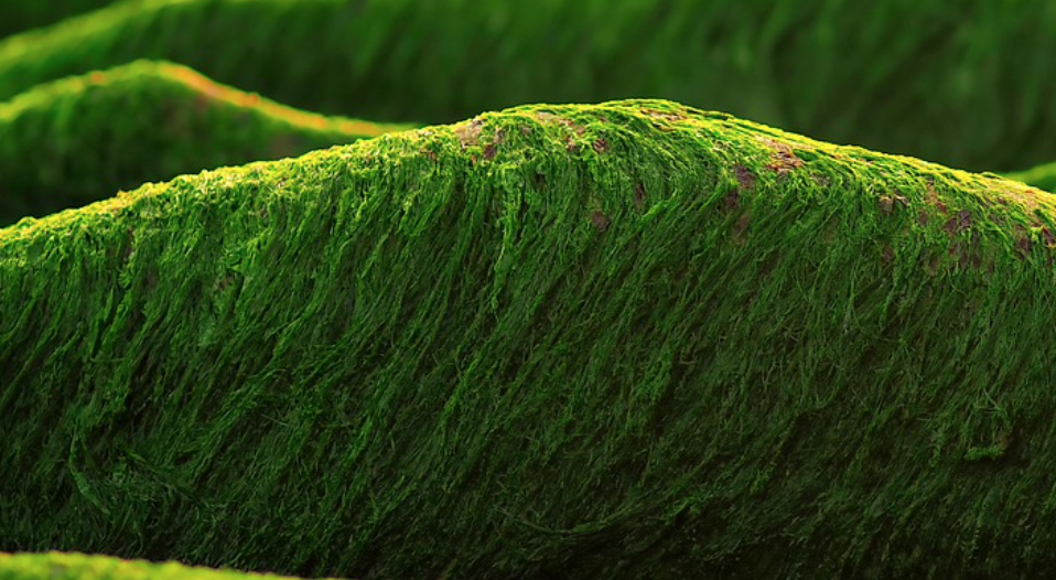 Biocarburants de la chimie verte : une étude française poursuit le travail sur la FAP