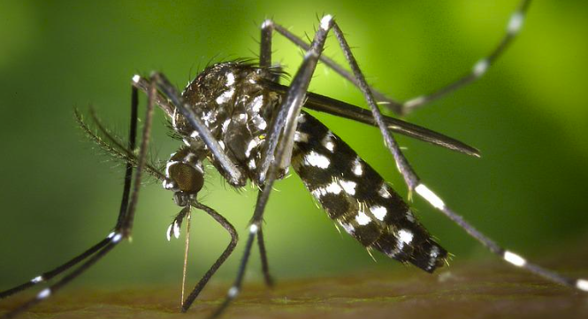 Two billion modified mosquitoes will be released to fight disease