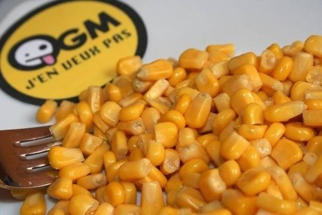 OGM, le maïs MON 810 est interdit en France