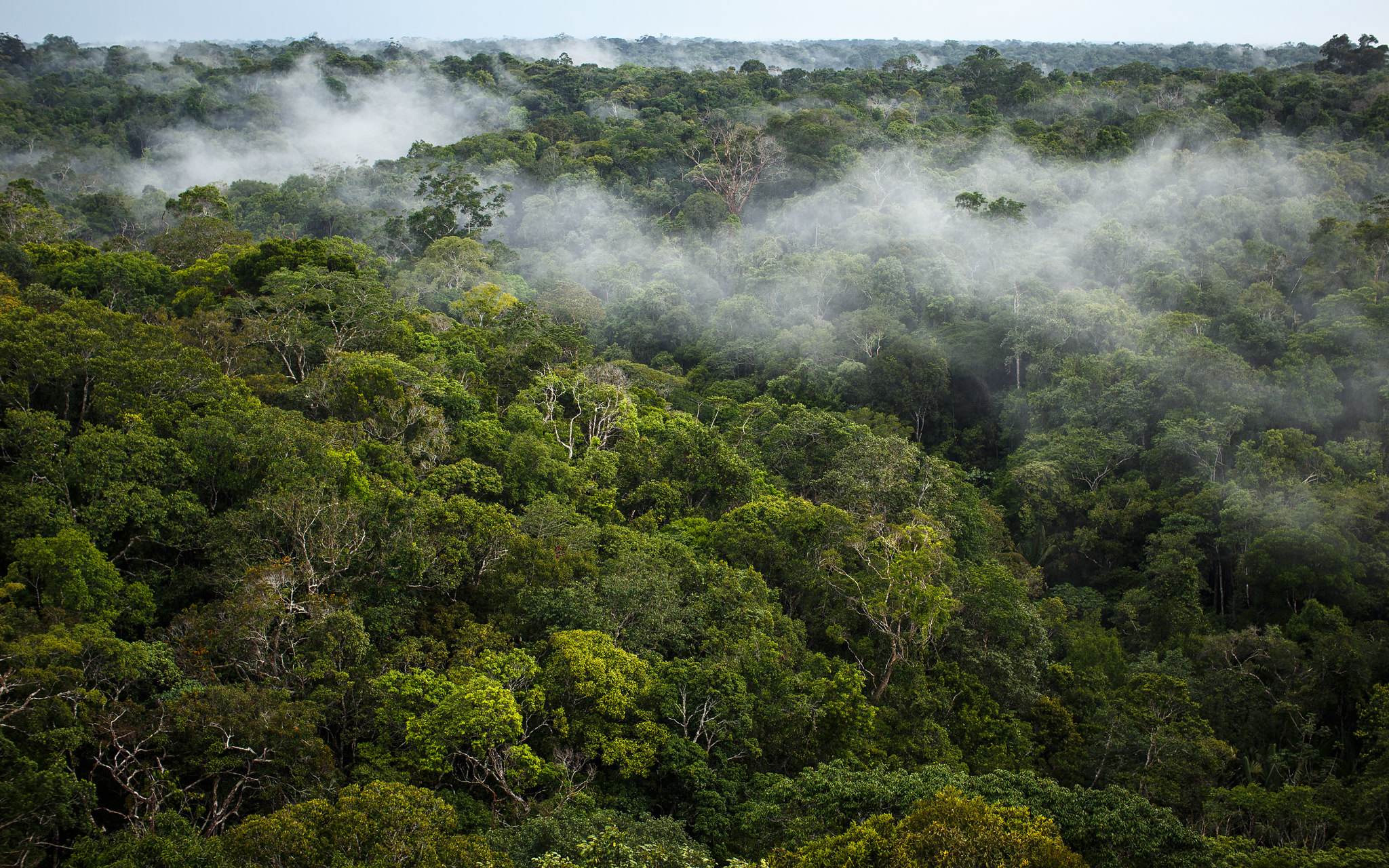 Lutte contre la déforestation en Amérique latine, une bataille collective de longue haleine