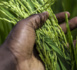 https://www.rse-magazine.com/En-Afrique-c-est-le-secteur-prive-agricole-qu-il-faut-soutenir_a4971.html
