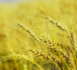 https://www.rse-magazine.com/​Le-secteur-des-cereales-chamboule-par-la-crise-entre-l-Ukraine-et-ses-voisins_a5573.html