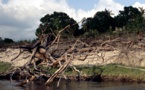 451 millions d’arbres en moins en Amazonie, la déforestation continue 