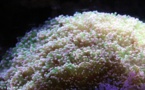 L'Institut de Recherche pour le Développement travaille sur l'impact du blanchissement corallien