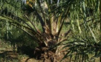 Le Parlement européen alerte sur les dangers de l’huile de palme