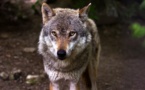 Les loups, une population en danger ? Des scientifiques alertent