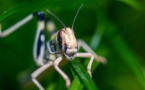 Le criquet pèlerin, un insecte ravageur à surveiller