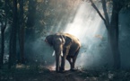 La Chine s'engage à fermer son marché domestique légal d'ivoire