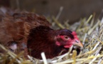Contre les déchets, Colmar offre des poules à ses habitants