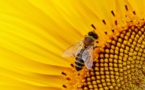 Les néonicotinoïdes seraient bien néfastes pour les abeilles