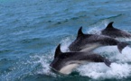 Massacre de dauphins sur les côtes françaises