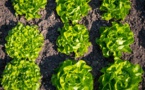 Alimentation et agriculture : trop d’ambitions différentes pour une seule loi