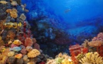 Récifs coraliens : une exposition Gare de Lyon à Paris