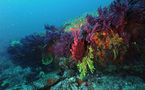 L'augmentation de la température de la mer Méditerranée diminue la résistance des coraux et des mollusques à son acidification (CNRS)