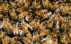 Installer une ruche en entreprise, une démarche facile et vertueuse