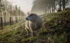 Des moutons pour entretenir la nature à Strasbourg