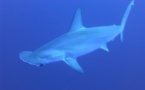 Morts de 30 requins-marteaux : Sea Shepherd porte plainte contre l’aquarium