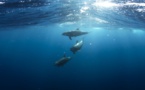 Limiter les captures accidentelles de dauphins grâce à un nouveau projet