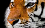 Inde : la population des tigres sauvages en hausse de 30% en 4 ans