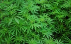 Cannabis : l’usage thérapeutique va être expérimenté