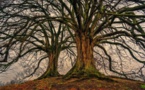 Pays-de-la-Loire : pour une naissance, un arbre planté