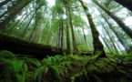 Trafic de bois : rapport Greenpeace sur les exactions du groupe Danzer