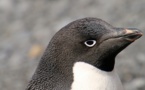 Antarctique : les Manchots Adélie se dévoilent