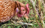 Les éleveurs de poulets forcés à évoluer par la grande distribution