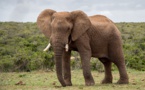 Contrebande d’ivoire : un guide pour faciliter l’identification des origines frauduleuses