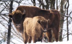 L’UICN remporte une victoire pour la sauvegarde du bison d’Europe
