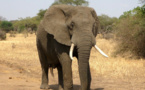 ​L’IUCN élève son niveau d’alerte concernant les éléphants d’Afrique