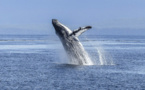 Réapparition de « bonne augure » des baleines bleues