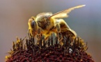 Les abeilles, un maillon essentiel de l’industrie agroalimentaire
