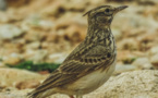 ​Autorisation de chasses traditionnelles d’oiseaux : la LPO saisi le Conseil d’Etat