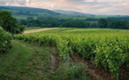 ​Pesticides viticoles : une étude nationale pour évaluer les conséquences de l’exposition