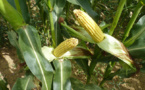 UE et OGM, le Conseil doit décider de l’autorisation du maïs 1507