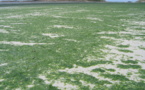 Le traitement des algues vertes : étude de cas