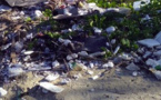 Océan :  plastique partout, estime le WWF