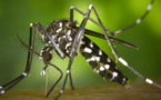 Deux milliards de moustiques modifiés seront libérés pour lutter contre les maladies