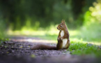 Protéger les écureuils pour favoriser la reforestation
