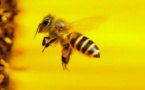 Journée mondiale des abeilles : la FAO souligne l’importance de leur conservation