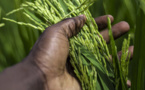 En Afrique c’est le secteur privé agricole qu’il faut soutenir