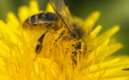 Des scientifiques s’inquiètent de la disparition des abeilles